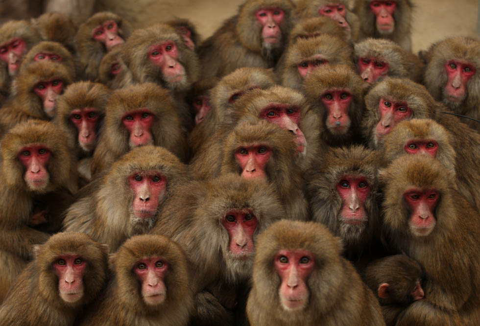 Japanese Macaques Form Huddle To Keep Warm
